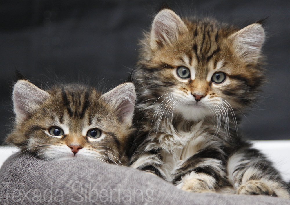kitten_contact