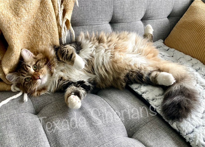 Siberian cat Kazimir relaxing on sofa at Texada Siberians cattery