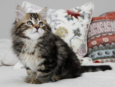 Kitten Archie