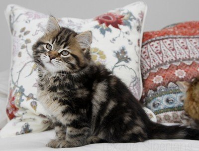 Kitten Ash