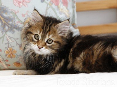 Kitten Basil