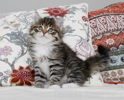 Kitten Bingo