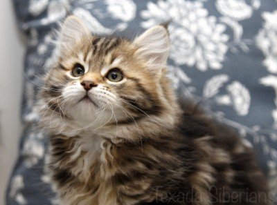 Kitten Dahlia