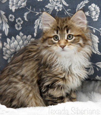 Kitten Dakota