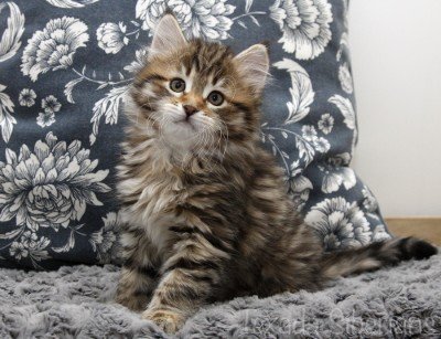 Kitten Dina