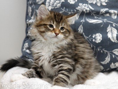 Kitten Duke