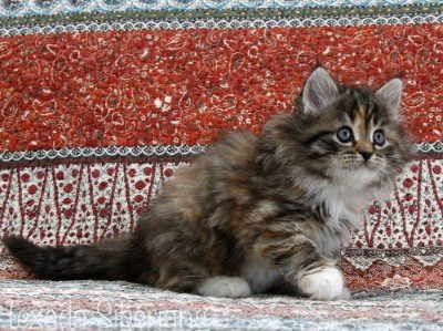 Kitten Eva