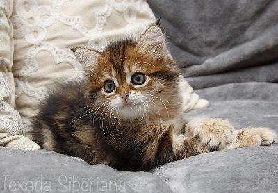 Kitten Faye