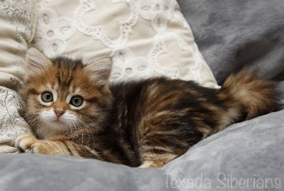 Kitten Freya