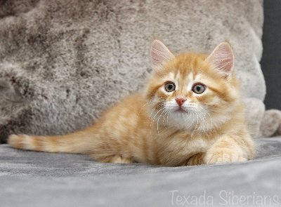 Kitten Galileo