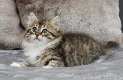 Kitten Ganymede