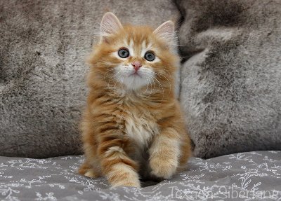 Kitten Garnet