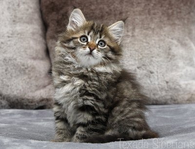 Kitten Gemma