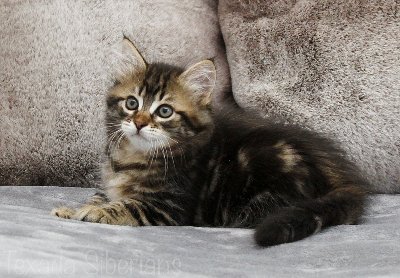 Kitten Geneva