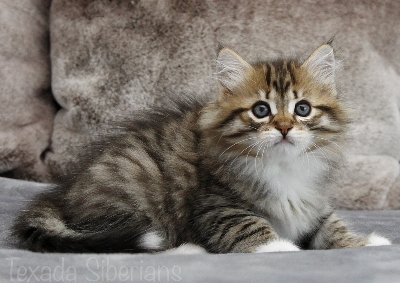 Kitten Glacier