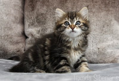 Kitten Glafira