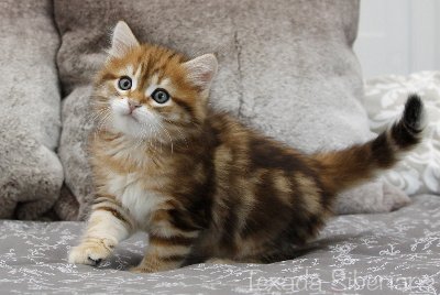 Kitten Habanero