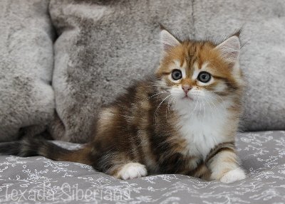 Kitten Hannah