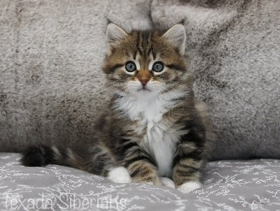 Kitten Hector