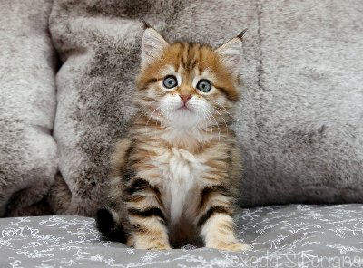 Kitten Honey