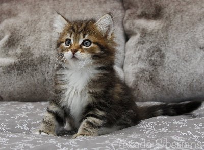 Kitten Hurricane