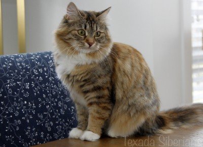 Lucia (Zlatomir Otrada)